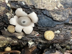 Geastrum mirabile
