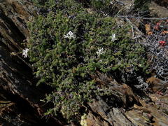 Pelargonium alternans alternans