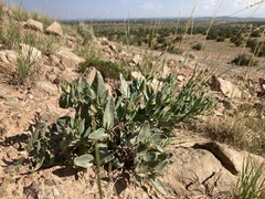 Acleisanthes lanceolata
