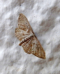 Idaea incisaria