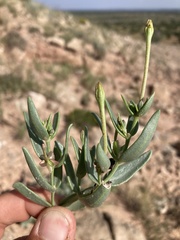 Acleisanthes lanceolata