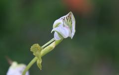 Disa spathulata spathulata