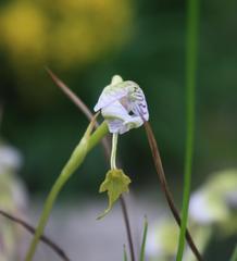 Disa spathulata spathulata