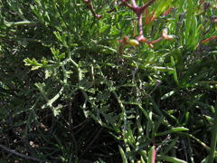 Pelargonium crithmifolium