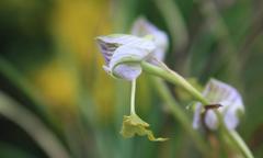 Disa spathulata spathulata