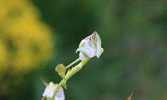 Disa spathulata spathulata