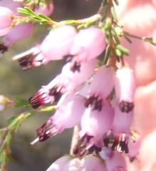 Erica nutans