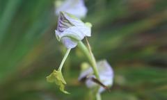 Disa spathulata spathulata