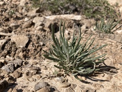 Nerisyrenia linearifolia
