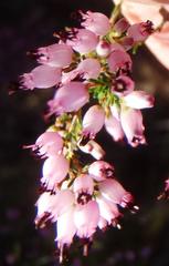 Erica nutans