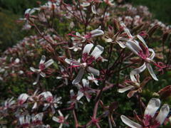 Pelargonium crithmifolium