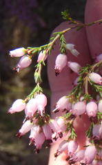 Erica nutans