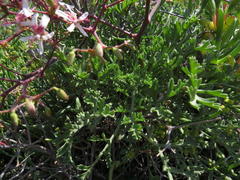 Pelargonium crithmifolium