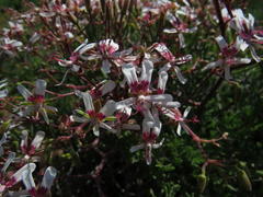 Pelargonium crithmifolium