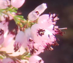 Erica nutans