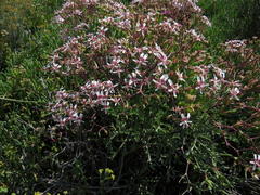 Pelargonium crithmifolium
