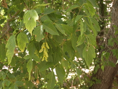 Acer negundo interius