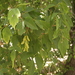 Rocky Mountain Boxelder - Photo (c) Jim Morefield, some rights reserved (CC BY)