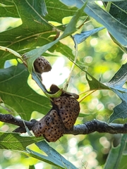 Callirhytis favosa