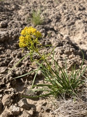 Sartwellia flaveriae