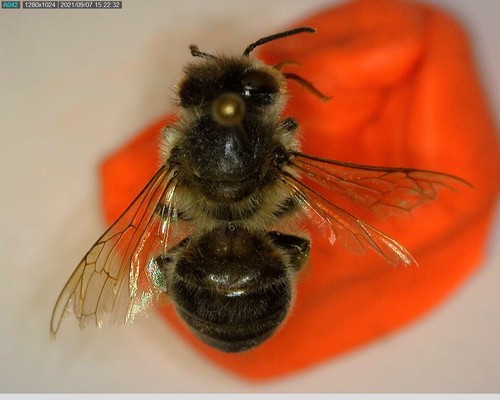 iNaturalist observation photo of Western Honey Bee