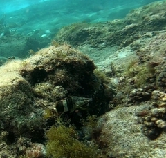 Serranus papilionaceus