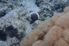Chaetodon reticulatus