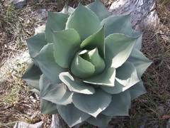 Agave ovatifolia