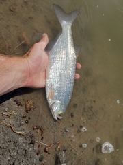 Hiodon alosoides