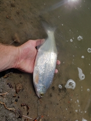 Hiodon alosoides
