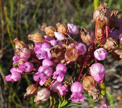Erica obliqua
