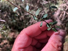 Acalypha eremorum