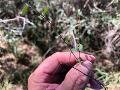 Acalypha eremorum