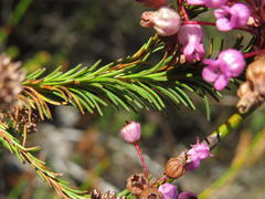 Erica obliqua