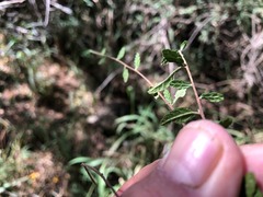 Acalypha eremorum