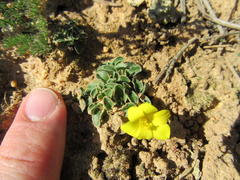 Moraea galaxia