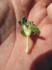 Moraea galaxia