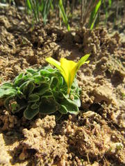Moraea galaxia