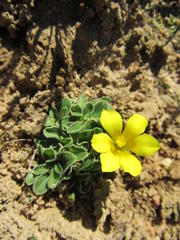 Moraea galaxia