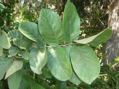 Antidesma venosum