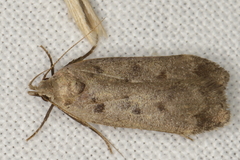 Anacampsis innocuella