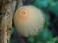 Coprinopsis mexicana