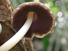 Coprinopsis mexicana