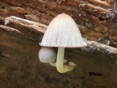 Coprinopsis mexicana