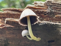 Coprinopsis mexicana