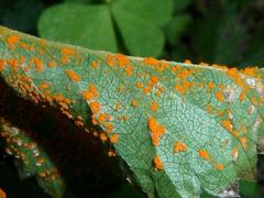 Phragmidium mexicanum