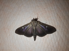 Cydalima perspectalis