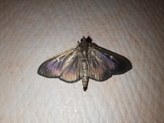 Cydalima perspectalis