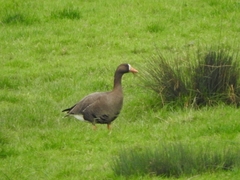 Anser albifrons flavirostris