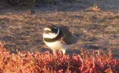 Charadrius hiaticula tundrae